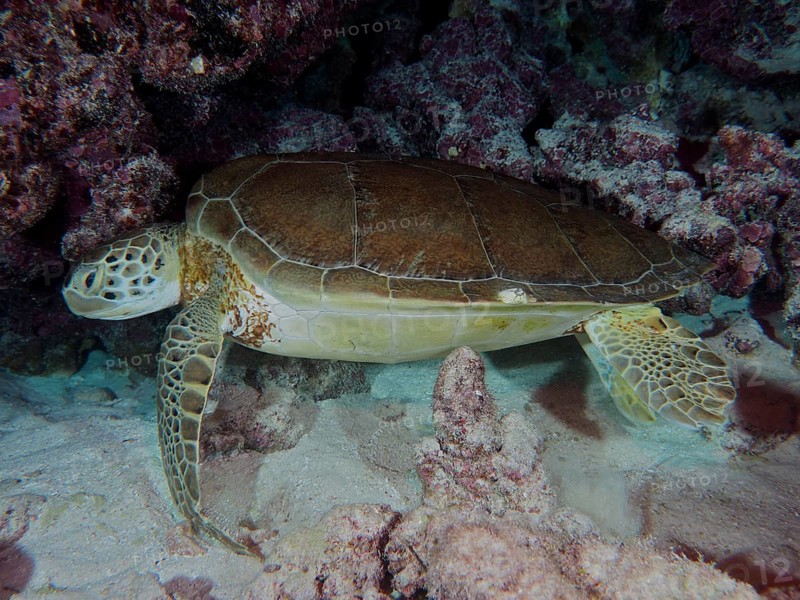 Hawksbill sea turtle (Eretmochelys imbricata imbricata) resting on the seabed at night next to corals and rocks. Dive site John Pennekamp Coral Reef State Park, Key Largo, Florida Keys, Florida, USA, North America