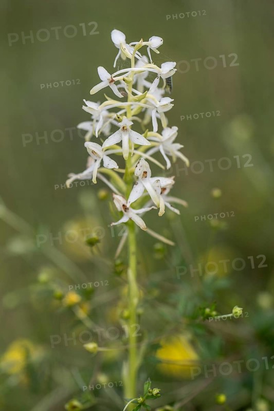 Lesser butterfly-orchid (Platanthera bifolia), Emsland, Lower Saxony, Germany, Europe