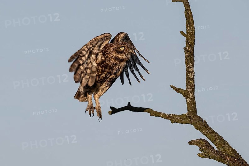 Little owl (Athene noctua), Emsland, Lower Saxony, Germany, Europe