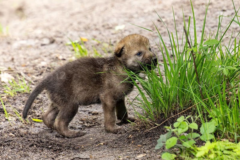 A puppy nibbles on a tuft of grass and explores its surroundings, European grey gray wolf (Canis lupus)