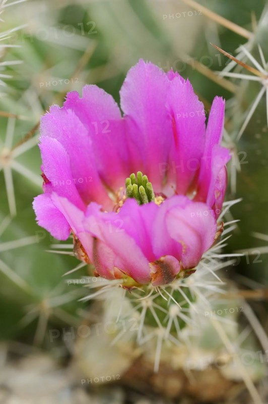 Hedgehog cactus (Echinocereus enneacanthus), flower, native to North America