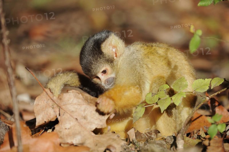 Black-capped squirrel monkey (Saimiri boliviensis), juvenile, captive, occurrence in South America