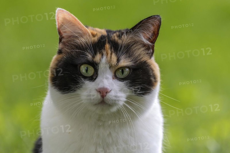 Cat, European Shorthair, domestic cat (Felis catus), tricoloured, portrait, Baden-Württemberg, Germany, Europe