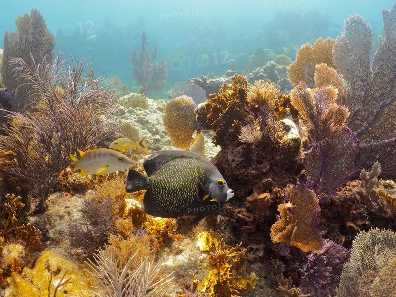 A single tropical fish, French angelfish (Pomacanthus paru), with yellow and black patterns swims in front of a typical Caribbean reef with soft corals. Dive site John Pennekamp Coral Reef State Park, Key Largo, Florida Keys, Florida, USA, North America