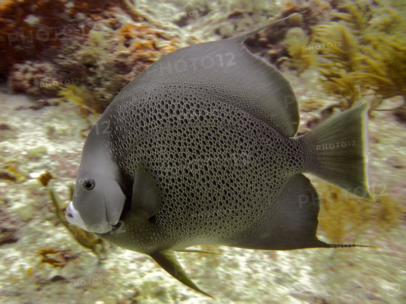 Gray angelfish (Pomacanthus arcuatus), dive site John Pennekamp Coral Reef State Park, Key Largo, Florida Keys, Florida, USA, North America