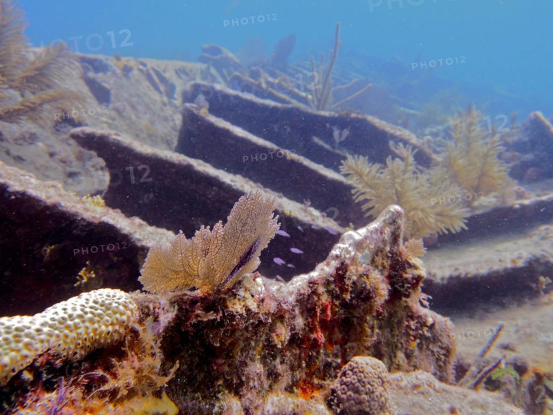 Wreck of the Benwood, overgrown with soft corals and hard corals. Dive site John Pennekamp Coral Reef State Park, Key Largo, Florida Keys, Florida, USA, North America