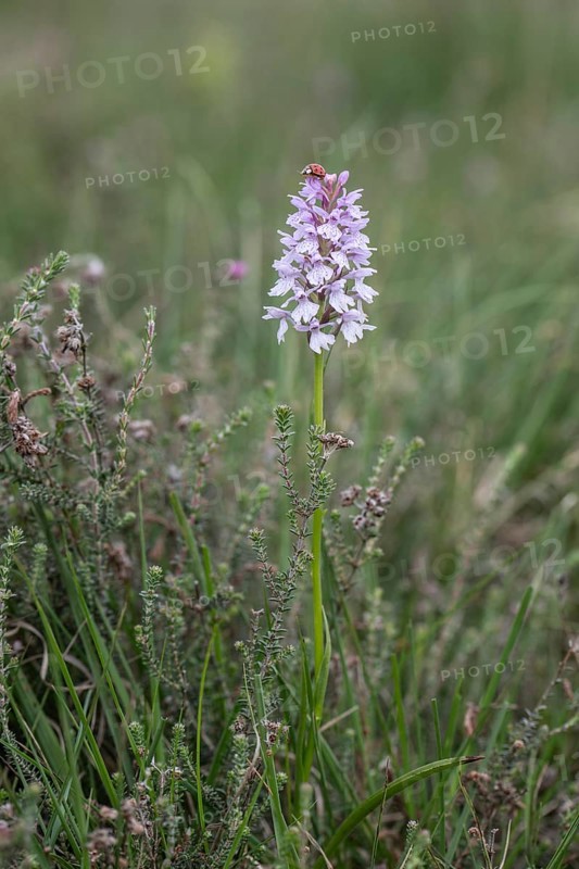 Southern marsh orchid (Dactylorhiza praetermissa), Emsland, Lower Saxony, Germany, Europe