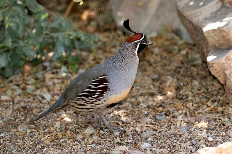 Gambel's quail (Callipepla gambelii), adult, male, alert, Sonoran Desert, Arizona, North America, USA, North America