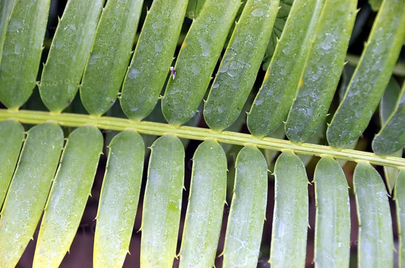 Bread palm fern, Encephalartos transvenosus, South Africa, Africa