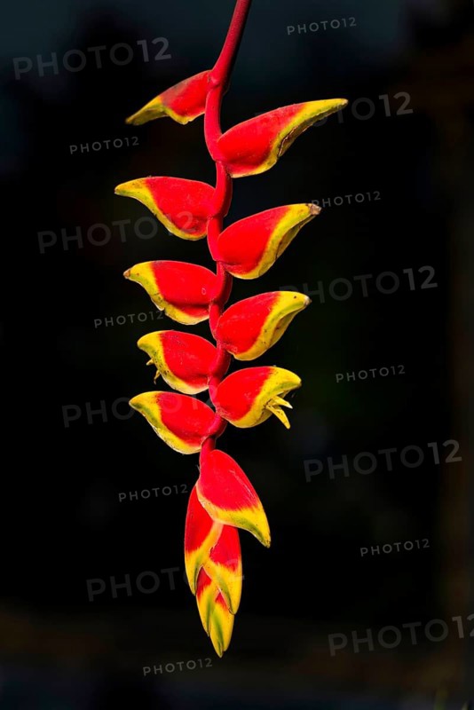Heliconia (Heliconiaceae), tropical plant, flora, botany, tropical, exotic, red, yellow, hanging