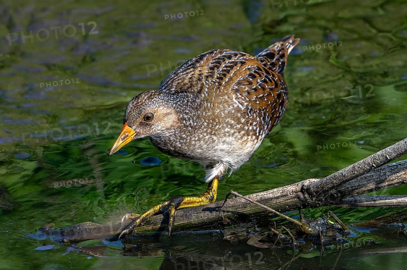 Spotted crake (Porzana porzana, Ortygometra porzana) foraging in marshland in summer