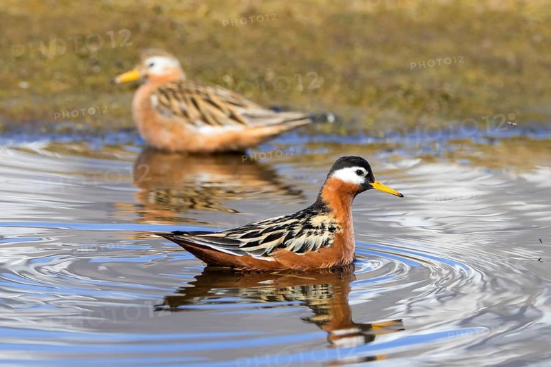 Red phalarope, grey phalarope (Phalaropus fulicarius) pair, female and male in breeding plumage in pond on the tundra in spring, Svalbard, Norway, Europe