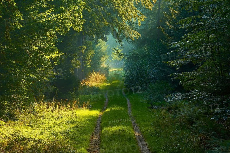 Picturesque forest path with bright sunbeams and lush greenery, a peaceful nature picture, Vielbrunn, Michelstadt, Odenwald, Hesse, Germany, Europe