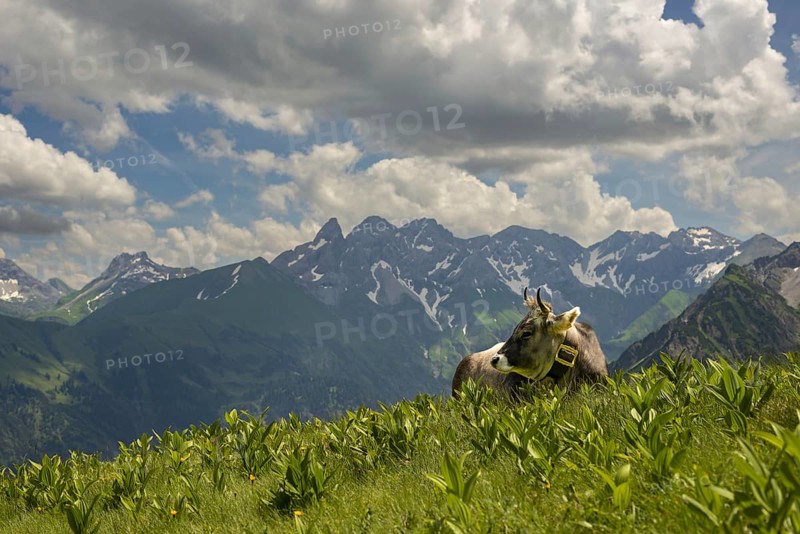 Allgäu brown cattle (Bos primigenius taurus) on the Fellhorn, behind them the Allgäu main ridge with Trettachspitze, Mädelegabel, Bockkarkopf and Hochfrottspitze, Allgäu Alps, Allgäu, Bavaria, Germany, Europe
