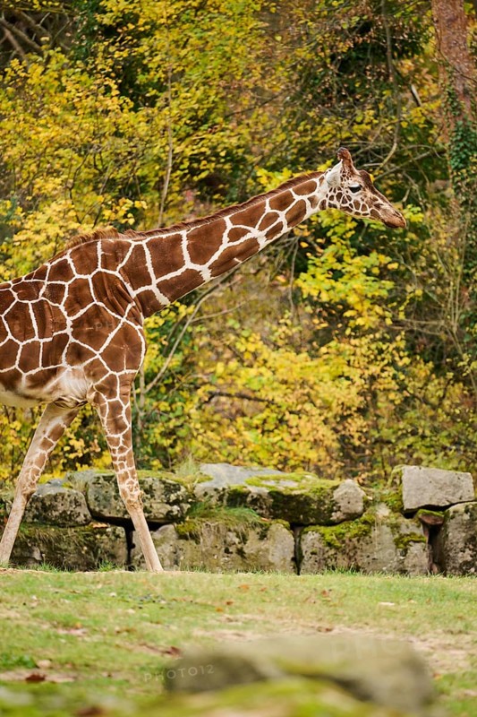 Reticulated giraffe (Giraffa camelopardalis reticulata) walking on a meadow, captive, Germany, Europ, Europe