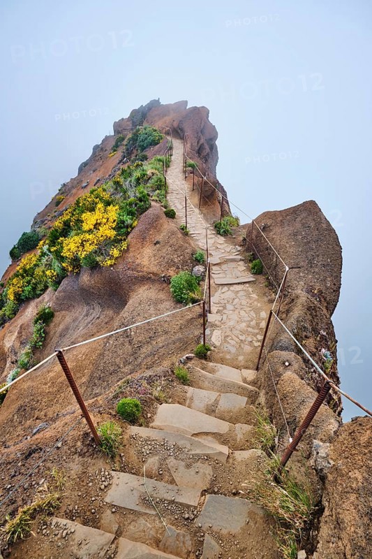 The hiking trail in mountains between Pico de Arieiro and Pico Ruivo in clouds with blooming Cytisus shrubs, Madeira island, Portugal, Europe