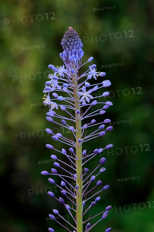 Merwilla (Merwilla), asparagus plant (Asparagaceae), flowering, flower, in spring, Kirstenbosch Botanical Gardens, Cape Town, South Africa, Africa