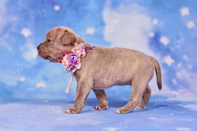 Example of responsible breeding of a French Bulldog dog puppy with healthy long nose and tail