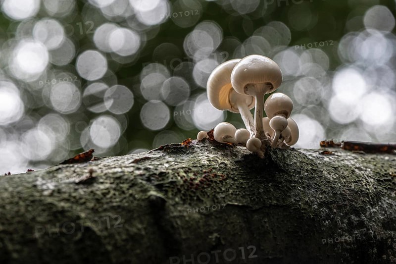 Ringed beech slime moulds (Oudemansiella mucida), Emsland, Lower Saxony, Germany, Europe