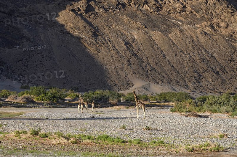 Angola giraffes (Giraffa camelopardalis angolensis) in the Hoanib dry river, Kaokoveld, Kunene region, Namibia, Africa