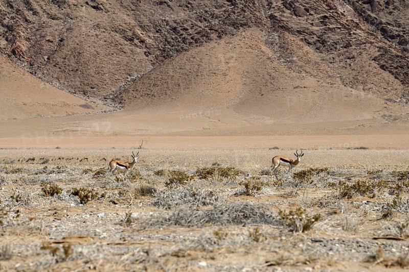 Angola springboks (Antidorcas angolensis) in the Ganamub dry river, Kaokoveld, Kunene region, Namibia, Africa