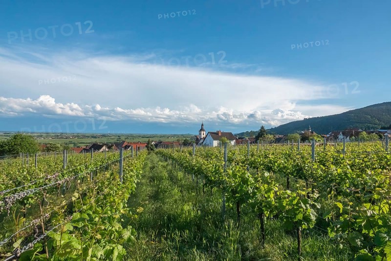 View over vineyards to the wine village of Weyher in the Southern Palatinate, Palatinate, Rhineland-Palatinate, Germany, Europe