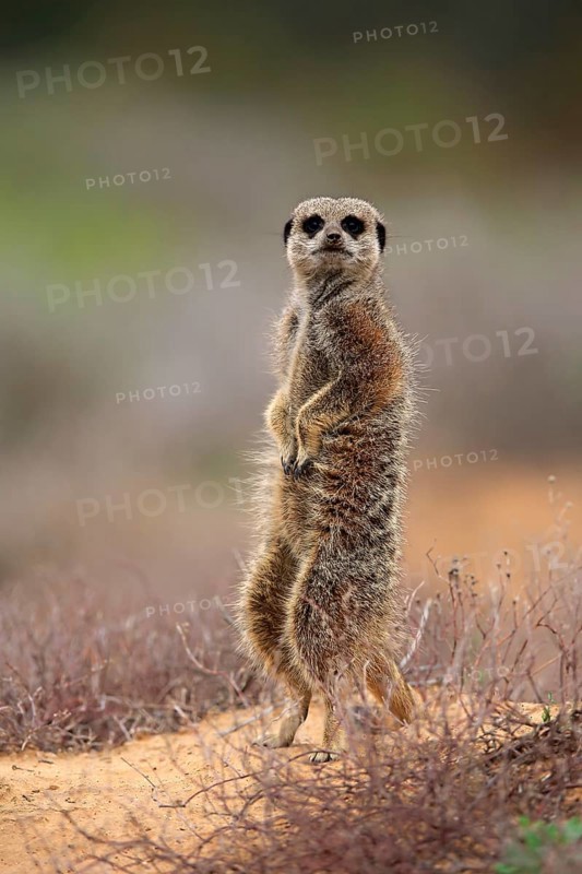 Meerkat (Suricata suricatta), adult standing upright, alert, on guard, Oudtshoorn, Western Cape, South Africa, Africa