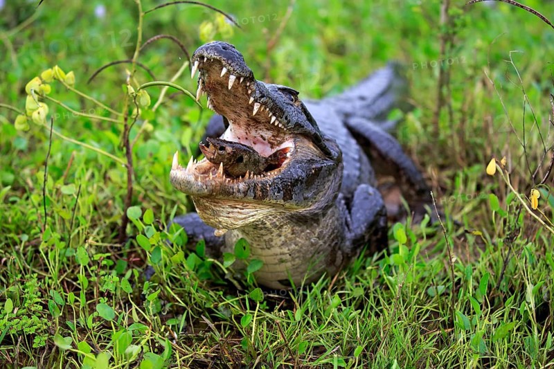 Spectacled caiman (Caiman yacare), adult, on land, feeding, with prey, feeding, eats fish, Pantanal, Mato Grosso, Brazil, South America