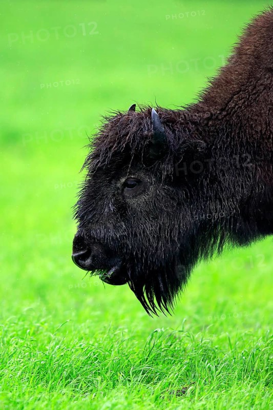 American Bison, wood bison (Bison bison athabascae), adult, feeding, portrait, Alaska Wildlife Conversation Centre, Anchorage, Alaska, USA, North America