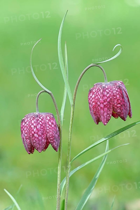 Snake's head fritillary (Fritillaria meleagris), two flowers in a meadow, inflorescence, early bloomer, spring, Wilnsdorf, North Rhine-Westphalia, Germany, Europe