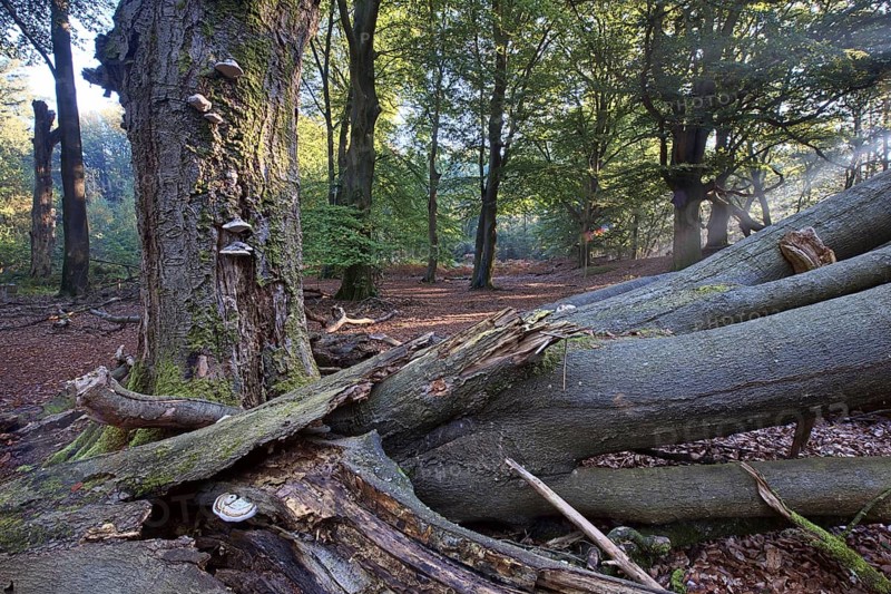 Tinder fungus (Fomes fomentarius) on dead copper beech (Fagus sylvatica) in a forest, Emsland, Lower Saxony, Germany, Europe