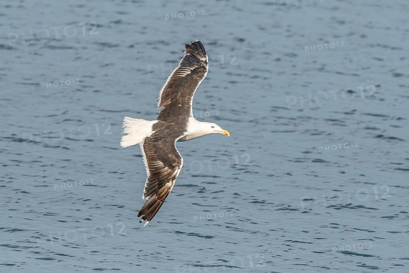 Lesser Black-backed Gull (Larus fuscus) in flight in a harbour on the Atlantic coast. Camaret, Crozon, Finistere, Brittany, France, Europe