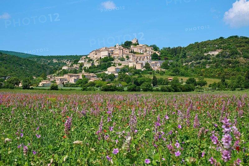 Village on a hill with green meadows and trees under a blue sky, In the foreground muscatel sage (Salvia sclarea), summer, Simiane-la-Rotonde, Provence, Alpes-de-Haute-Provence, France, Europe