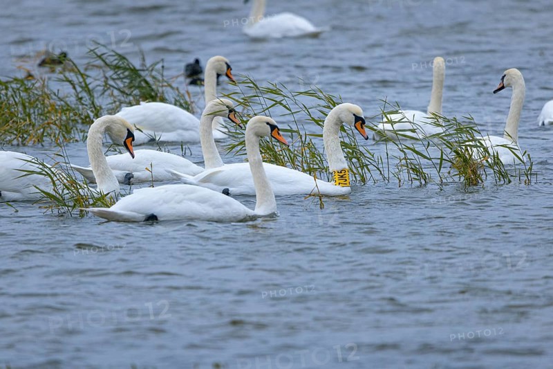 Swans (Cygnus) swimming on a calm body of water with reed grass in the background, Lake Neusiedl National Park, Burgenland, Austria, Europe