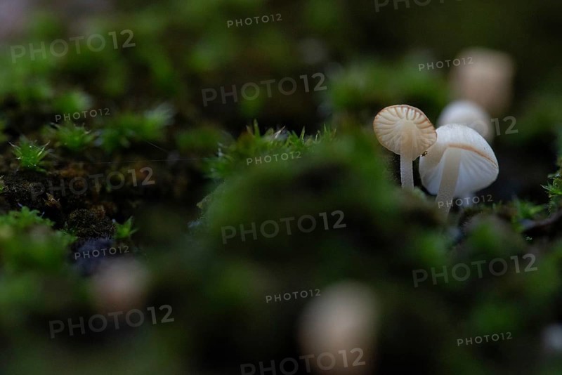 Fungi measuring just a few millimetres grow on a tree trunk covered with moss, macro photograph, Germany, Europe