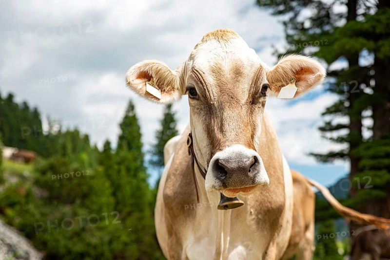 Close-up of a cow with a bell on a green meadow in front of a mountain panorama