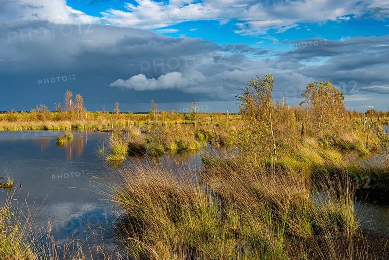Goldenstedter Moor, nature reserve, peat moss, Goldenstedt, Lower Saxony, Germany, Europe