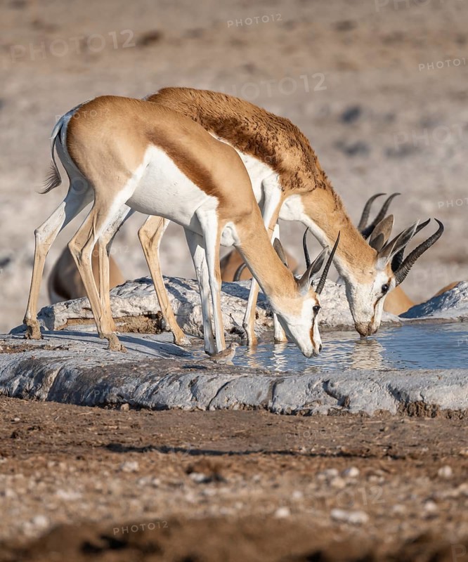 Springbok (Antidorcas marsupialis) drinking at a waterhole, Nebrowni Waterhole, Etosha National Park, Namibia, Africa