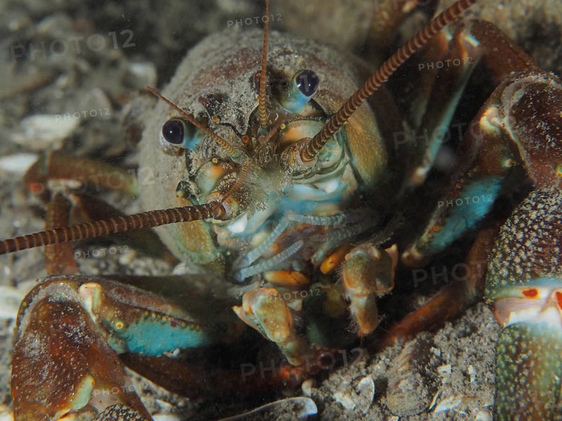 Portrait of signal crayfish (Pacifastacus leniusculus), American crayfish, invasive species, Terlinden dive site, Küsnacht, Lake Zurich, Canton Zurich, Switzerland, Europe