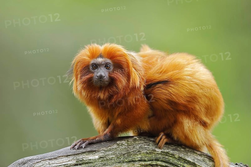 Golden lion tamarin (Leontopithecus rosalia), captive, occurrence in Brazil
