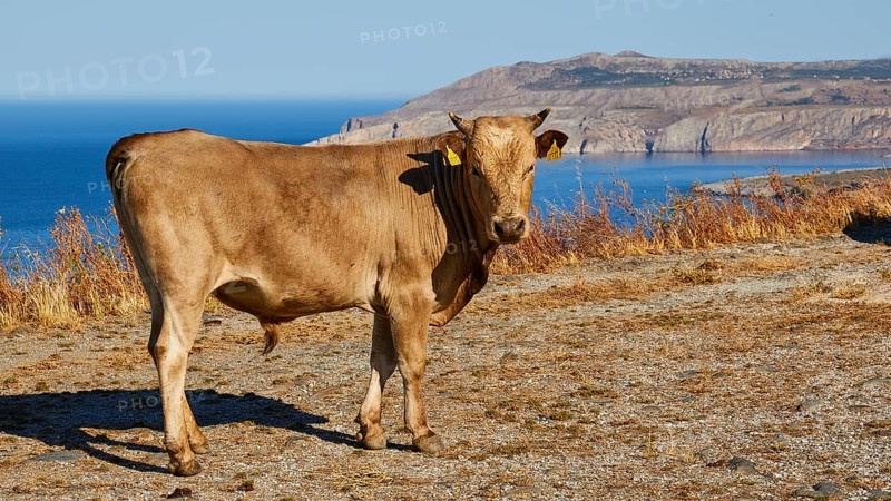 Cow on a rocky hill with a wide view over the sea under a clear blue sky, farm animals, Mani Peninsula, Peloponnese, Greece, Europe