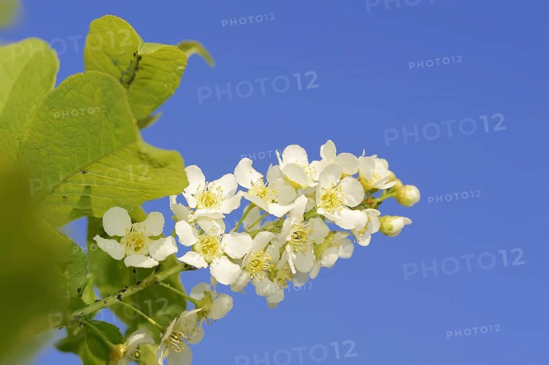 Common weeping cherry (Prunus padus, Padus avium), flowering, North Rhine-Westphalia, Germany, Europe