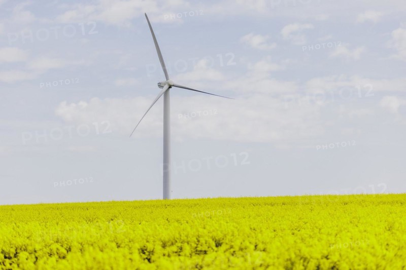 A wind turbine in a rapeseed field, photographed in Vierkirchen, 12/04/2024