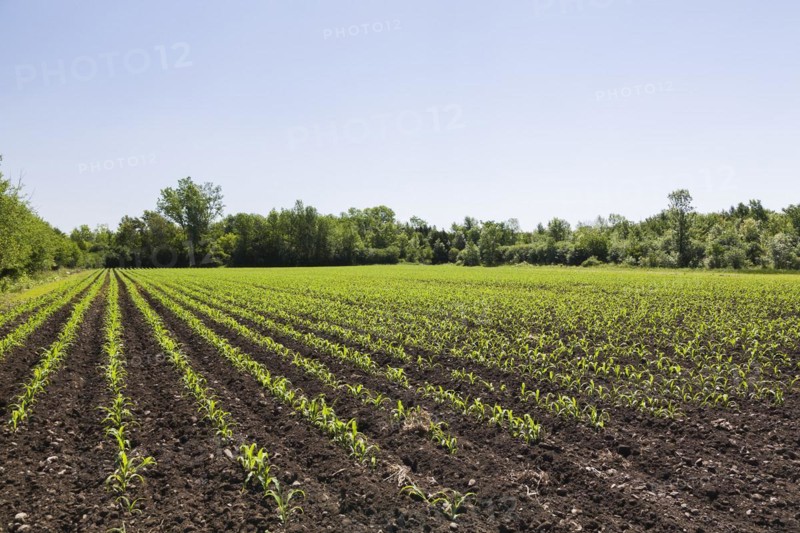 Field with rows of Zea mays, Corn crop seedlings in late spring, Quebec, Canada, North America