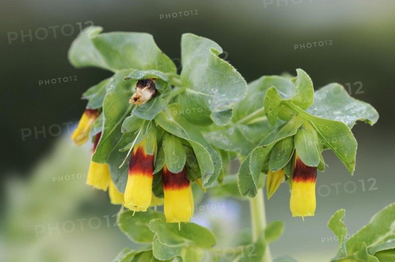 Great waxflower (Cerinthe major), flowers, ornamental plant, North Rhine-Westphalia, Germany, Europe