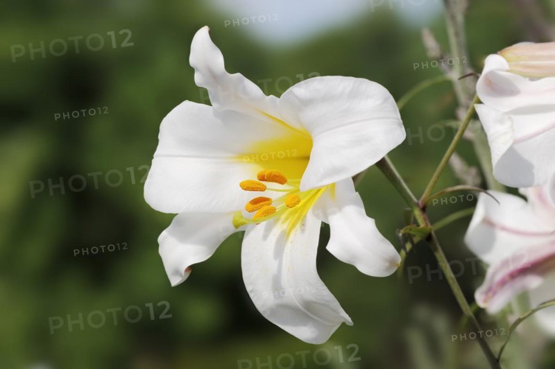King lily (Lilium regale, Lilium myriophyllum), flower, ornamental plant, North Rhine-Westphalia, Germany, Europe