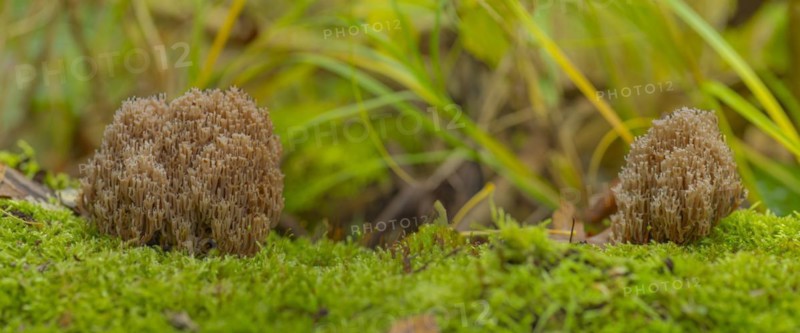 Cup coral (Artomyces pyxidatus), close-up, nature photograph, Neustadt am Rübenberge