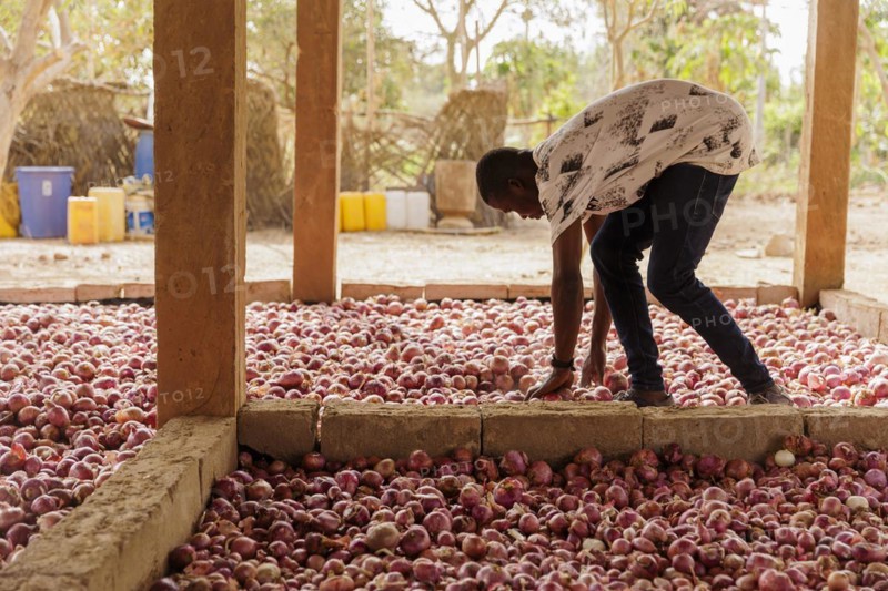 Onions, grown with organic fertiliser at the agroecological training centre Centre Beo-Noree in Beo-Noree, 04.03.2024.photographed on behalf of the Federal Ministry for Economic Cooperation and Development