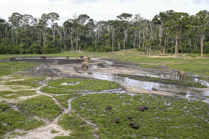Giant forest hog (Hylochoerus meinertzhageni) and african forest elephants (Loxodonta cyclotis) in the Dzanga Bai forest clearing, Dzanga-Ndoki National Park, Unesco World Heritage Site, Dzanga-Sangha Complex of Protected Areas (DSPAC), Sangha-Mbaéré Prefecture, Central African Republic, Africa