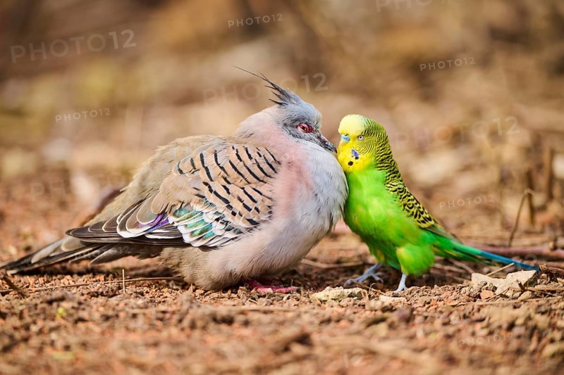 Animal Friendship of a Crested pigeon (Ocyphaps lophotes) cuddeling a Budgerigar (Melopsittacus undulatus), France, Europe